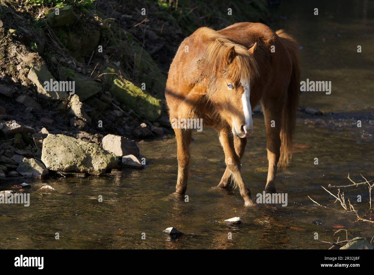 Das Pferd trinkt Stockfoto