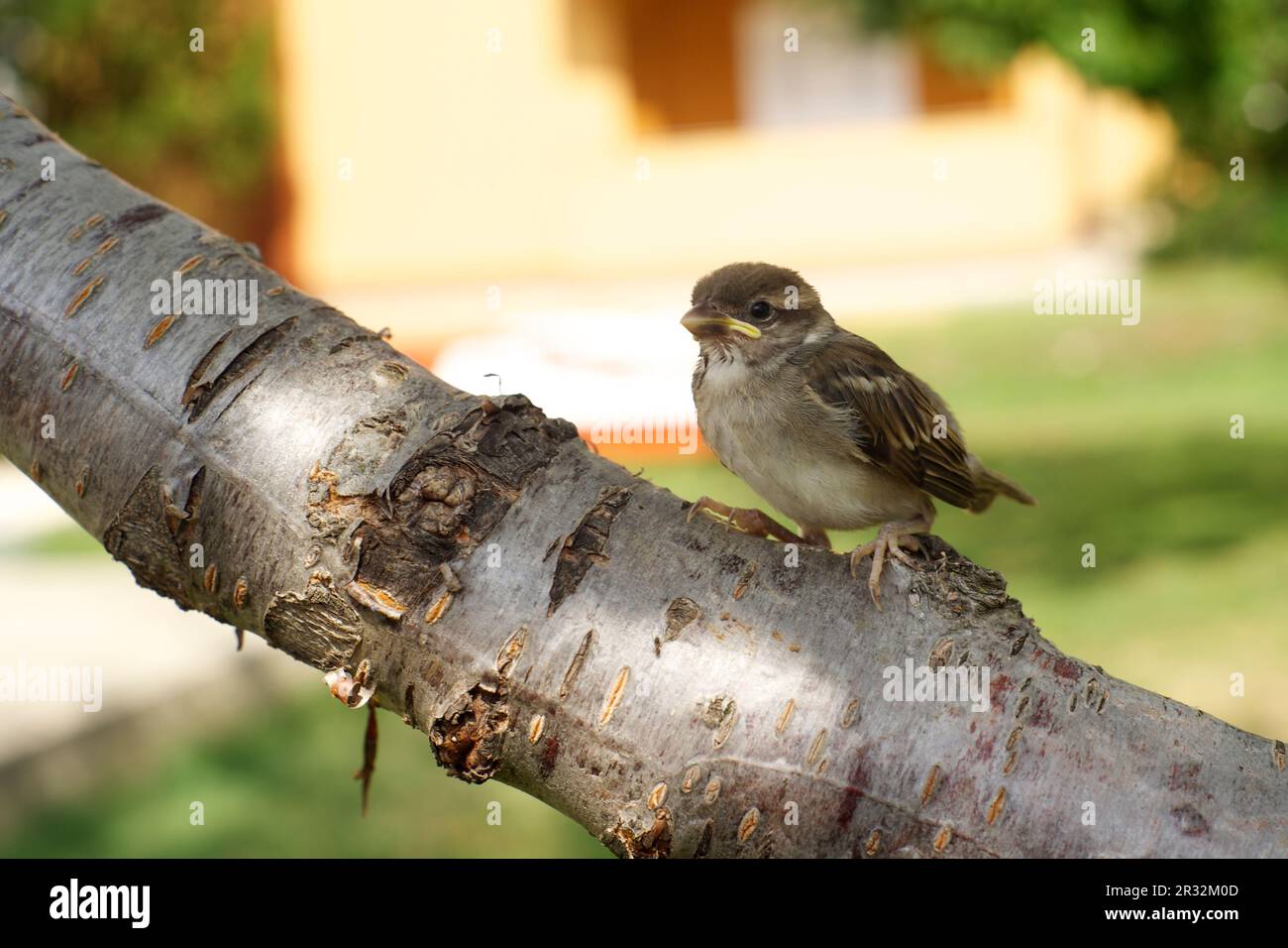 Der Vogel sitzt auf dem Baum Stockfoto