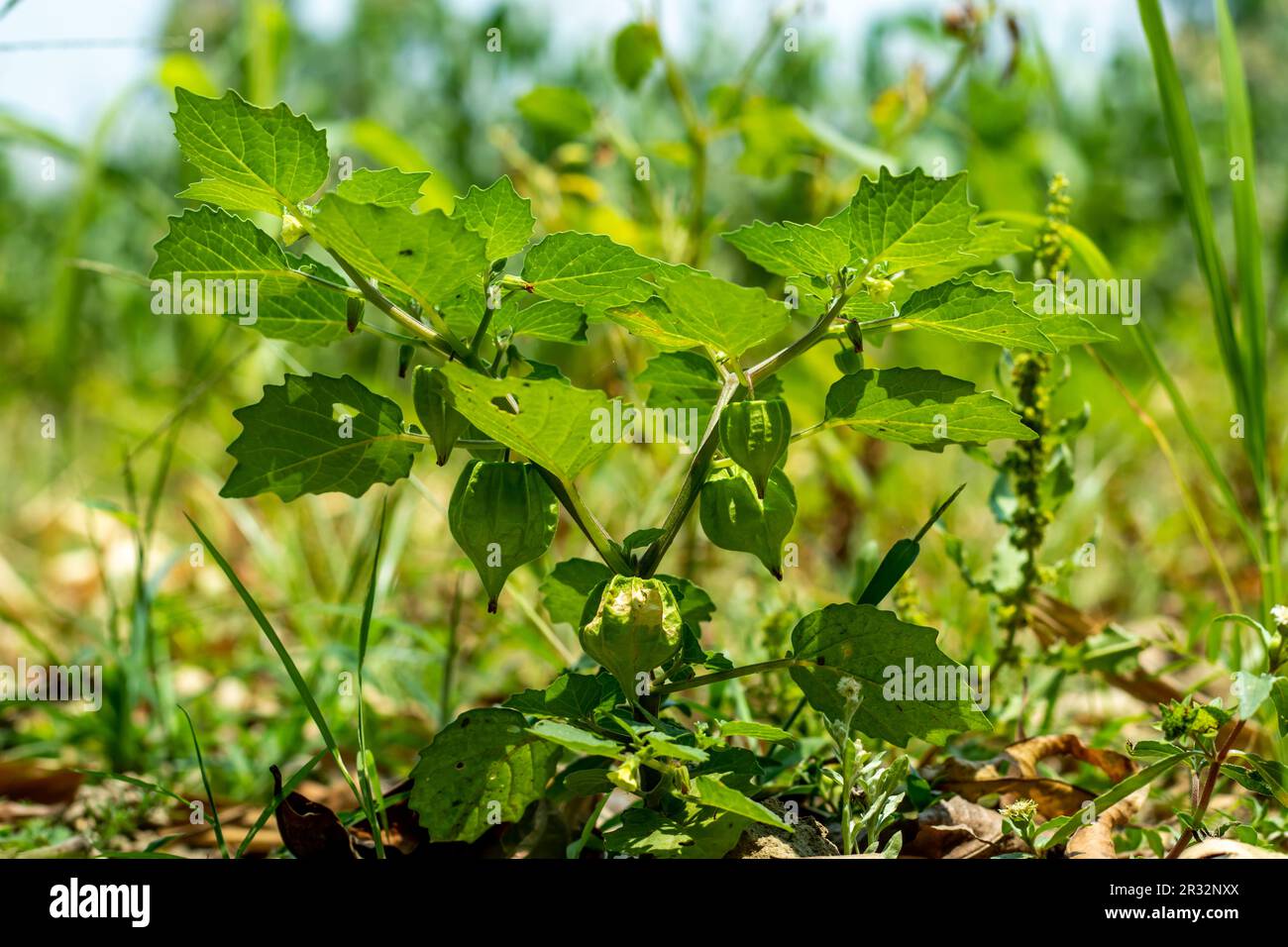 Eine reife Stachelbeere, die Haut kann sehr scharf sein, aber die Samen und das Fleisch sind sehr lecker. Physalis angulata, auch bekannt als Ballonkirsche, ist ein kleiner Stockfoto