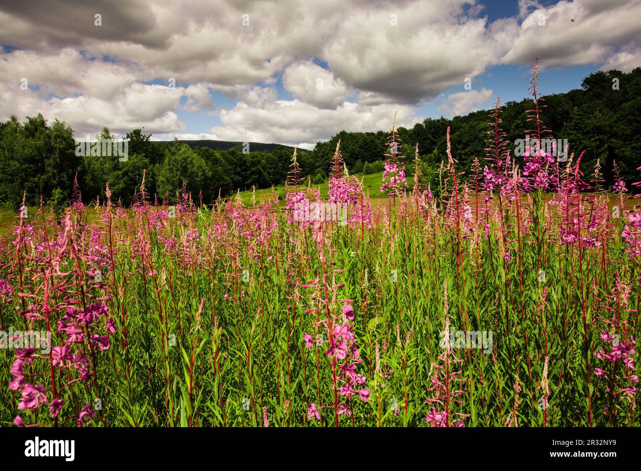 Sally-Blüte Feld Stockfoto Sally-Blüte Feld Stockfoto