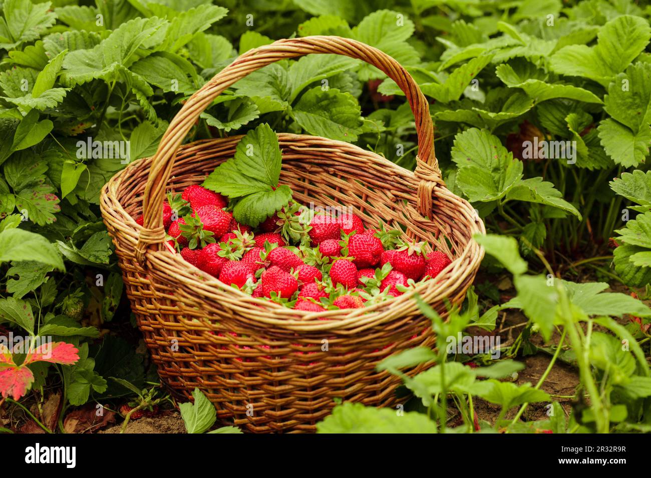 Erdbeeren in einem Korb Stockfoto