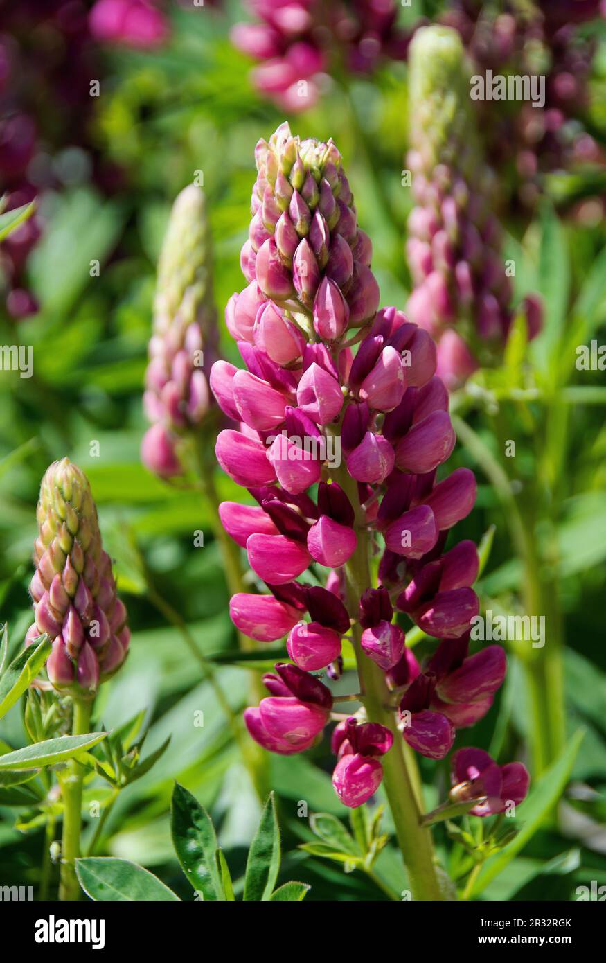 Russell Hybrid Lupine „The Page“ Stockfoto