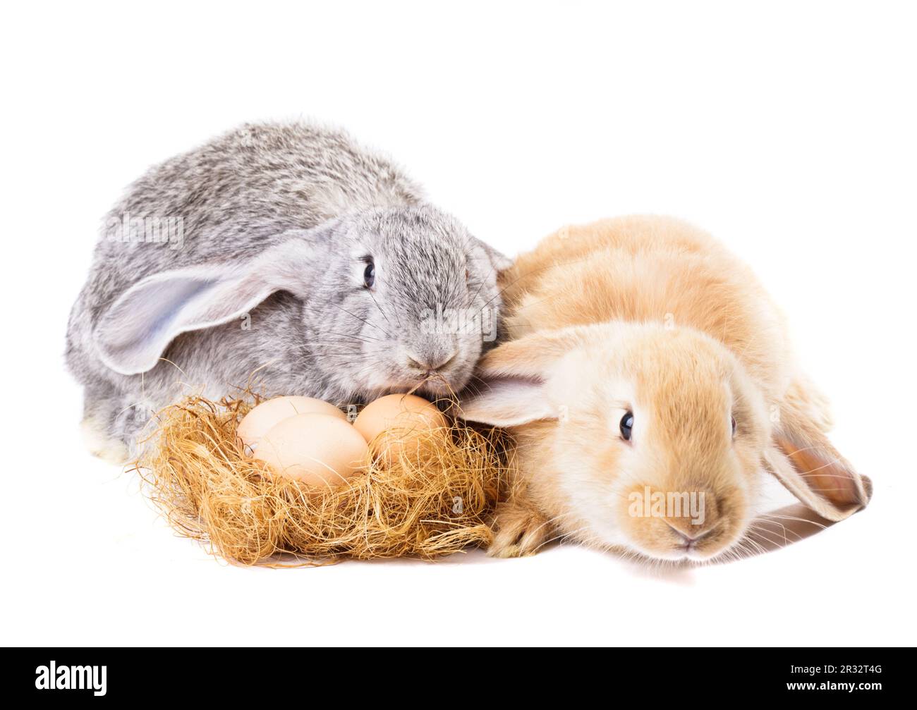 Kaninchen und Nestel Stockfoto