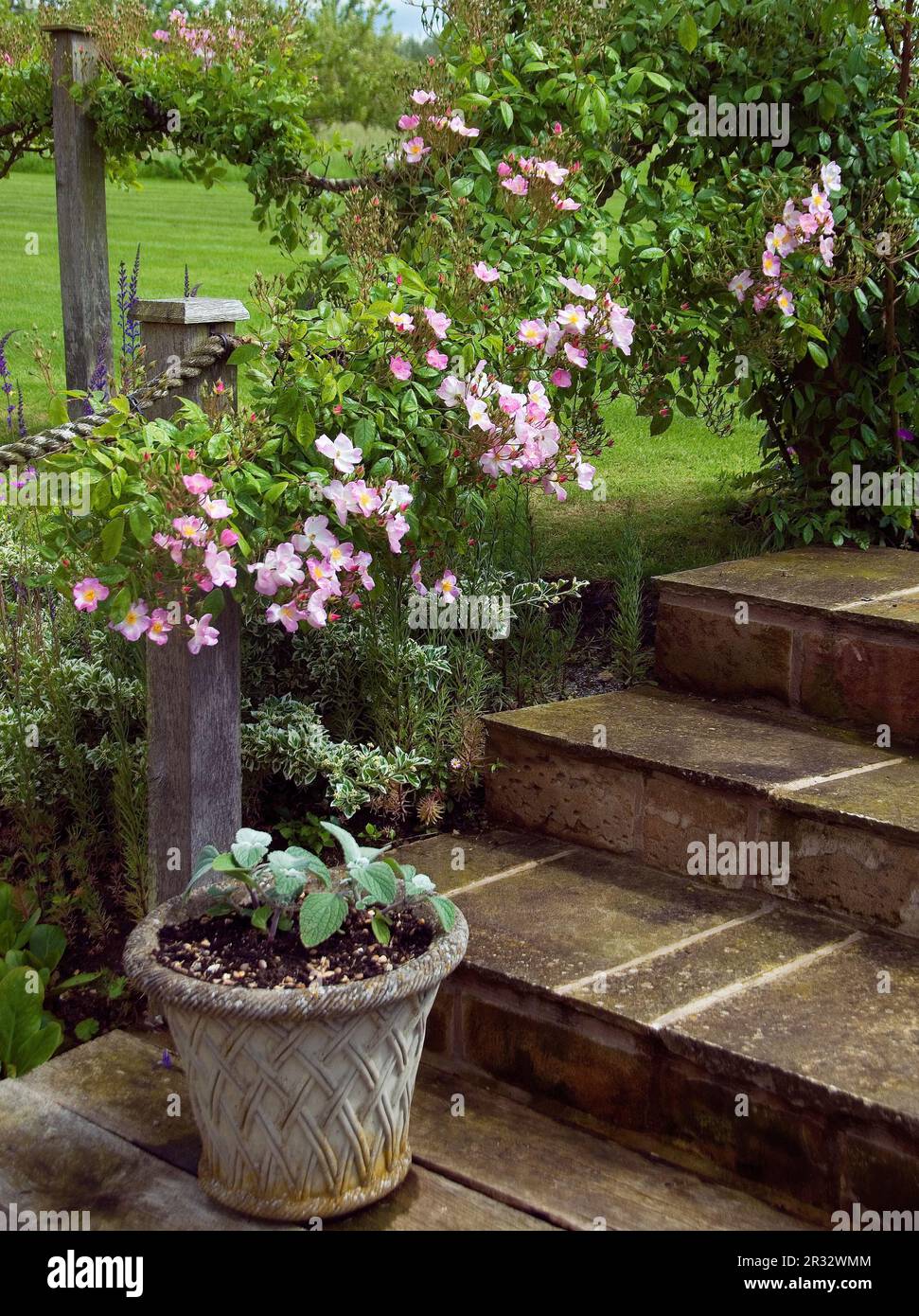 Ein rosa rambling Rose auf einem Seil Pergola Stockfoto