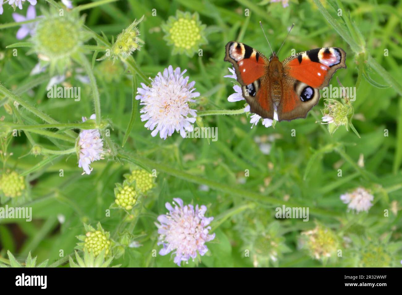 Pfau-Schmetterling mit Blumen Stockfoto