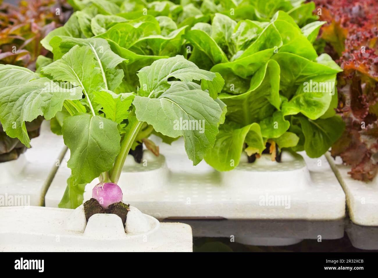 Wachstum verschiedener Kulturen von frischem Rettich und Salat auf Polystyrolblöcken in einem niederländischen Gewächshaus Stockfoto