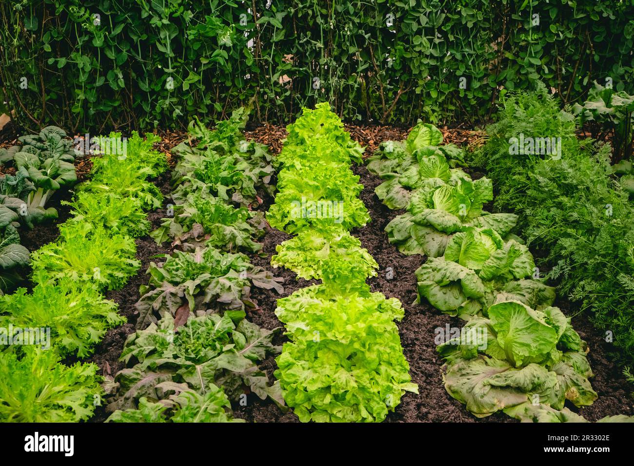 Reihen Salat wachsen im Boden Stockfoto