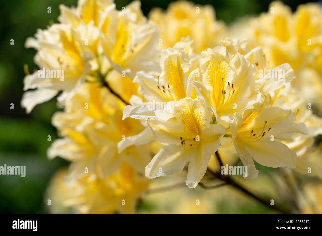 Gelbe Azaleen, Rhododendron molle, im Frühling blühender Busch. Die üppigen Rhododendron-Blüten sind gelb. Blühender Busch. Hochwertiges Foto Stockfoto