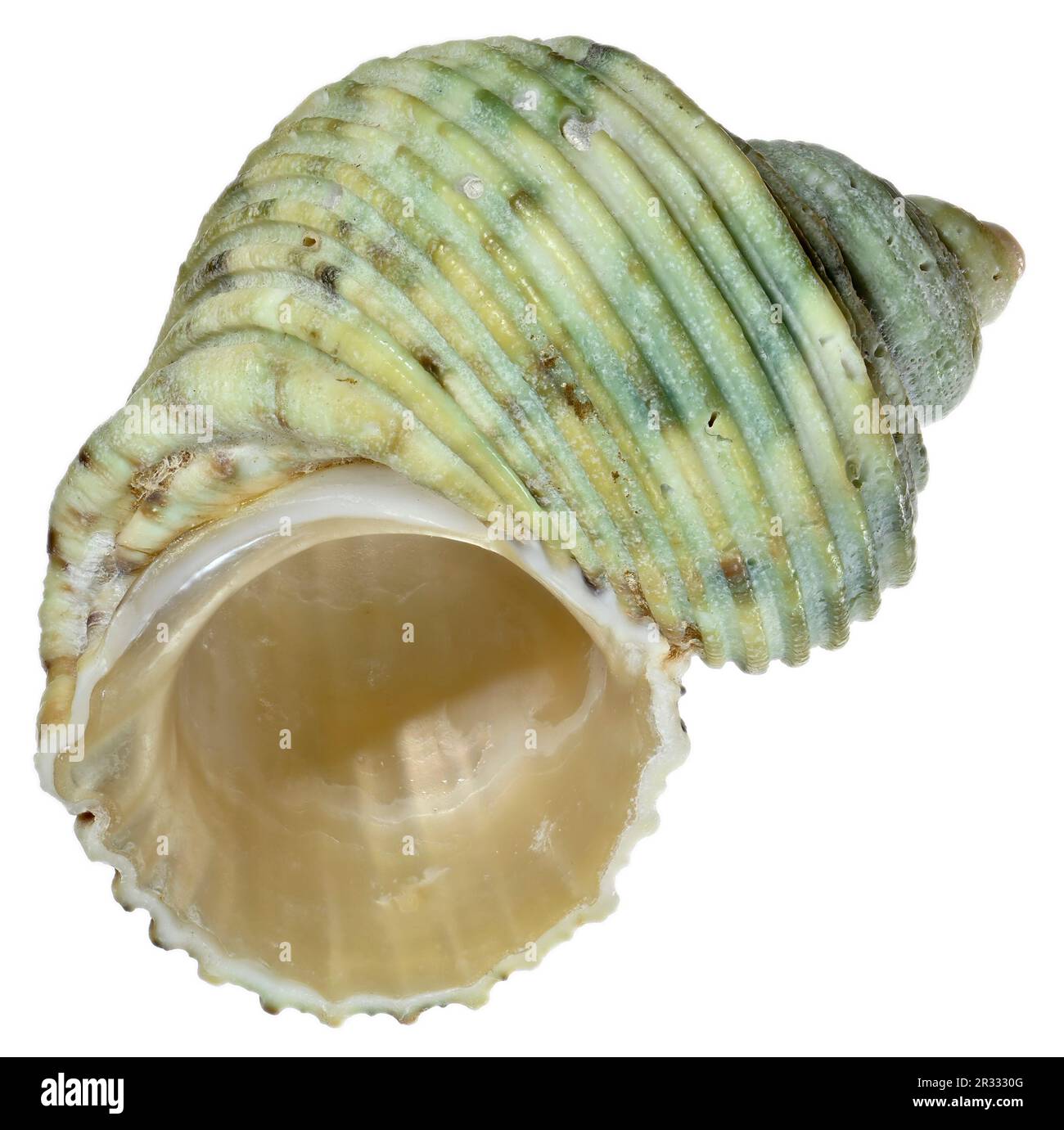 Turban/Turbo Shell (Turbo Argyrostomus) c4cm Stockfoto