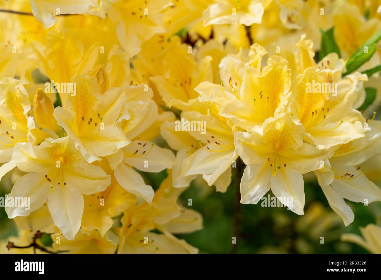 Gelbe Azaleen, Rhododendron molle, im Frühling blühender Busch. Die üppigen Rhododendron-Blüten sind gelb. Blühender Busch. Hochwertiges Foto Stockfoto