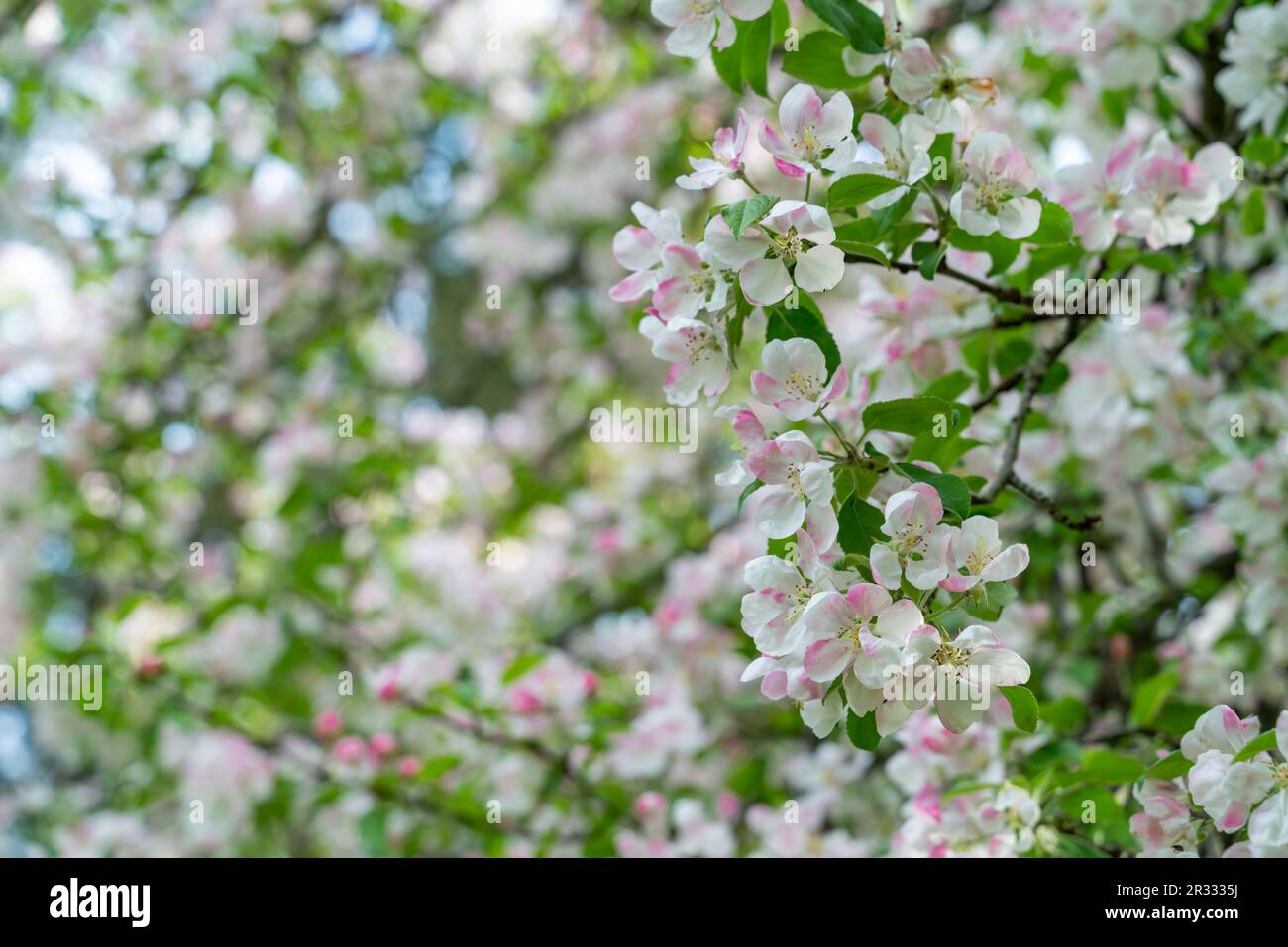Blühender Kirschblütengarten im Frühling Stockfoto