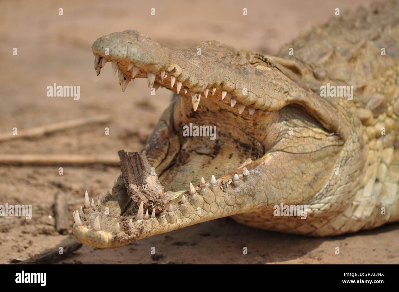 Krokodil am Fluss Stockfoto