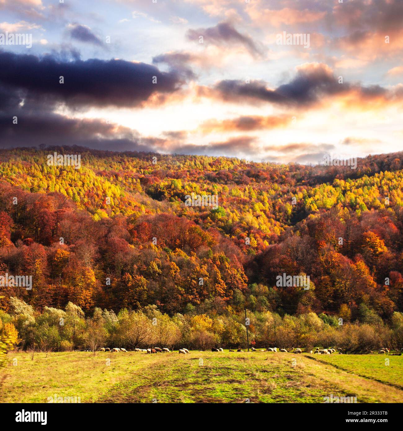 Herbst-Landschaft Stockfoto