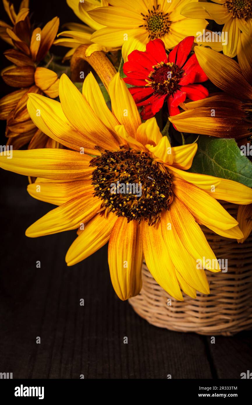 Sonnenblumen im Korb Stockfoto