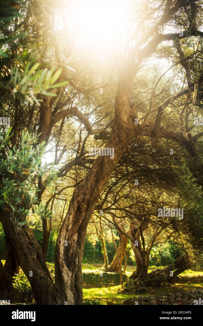 Olivenbäume Stockfoto