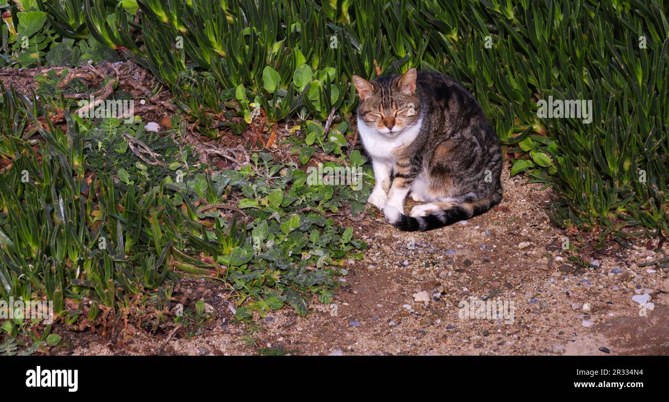 Katze schläft im Gras Stockfoto