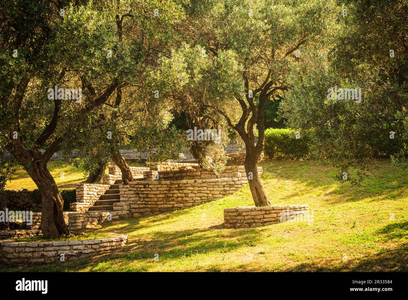 Olivenbäume Stockfoto