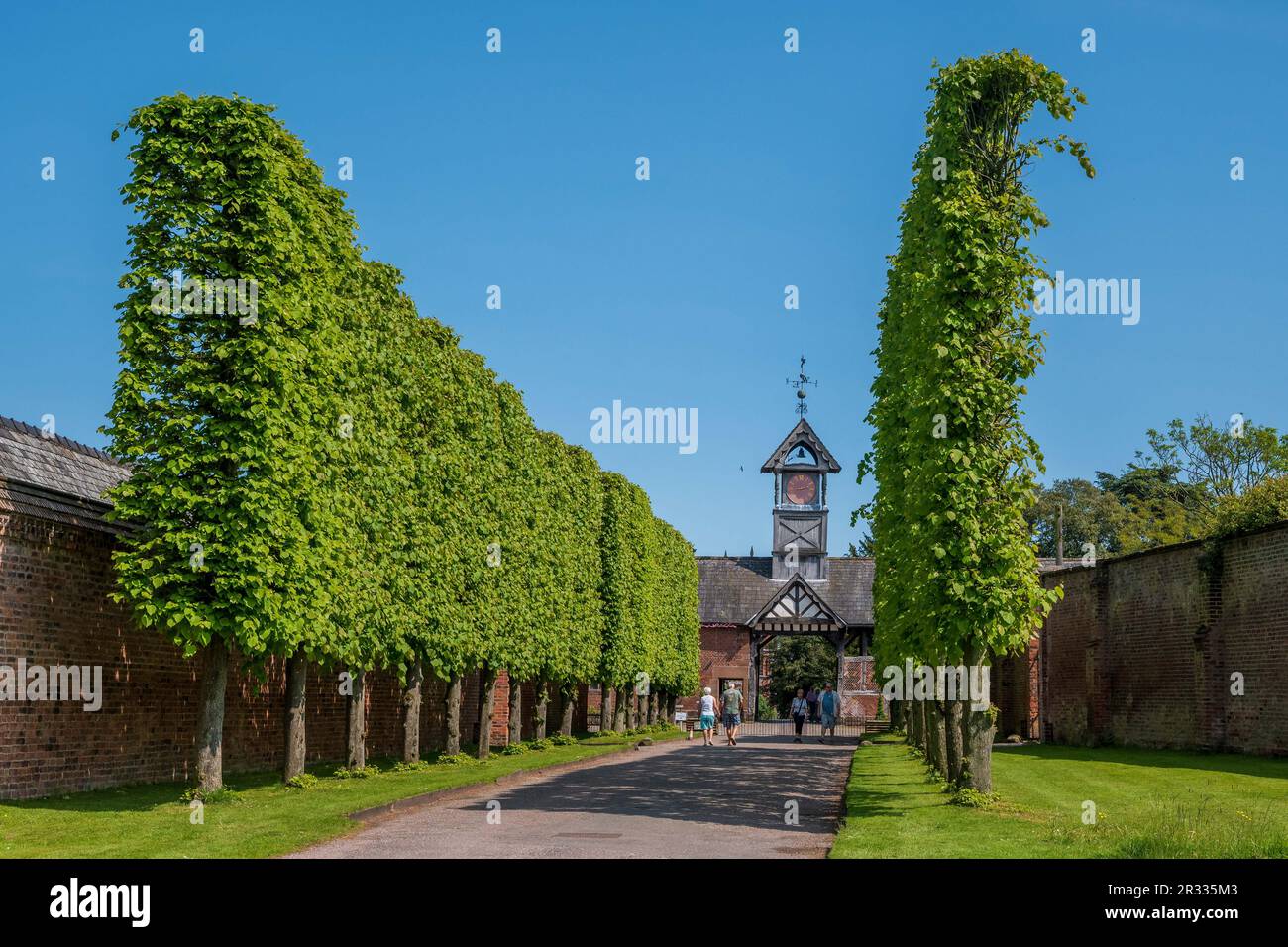 Die Lime Avenue mit den Limetrees Arley Hall Gärten in der Nähe von Knutsford in Cheshire. Stockfoto