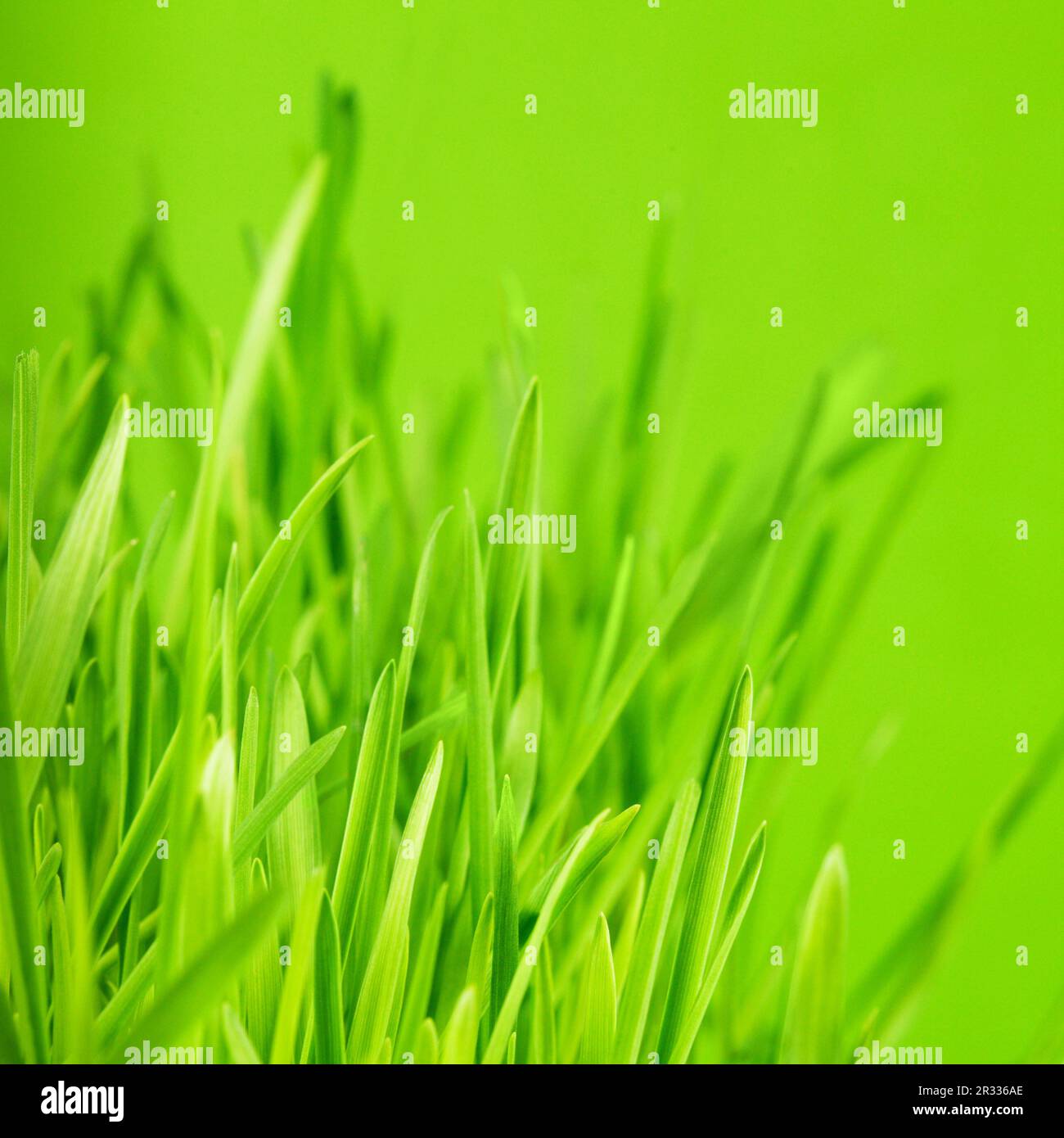 Grasgrün Stockfoto