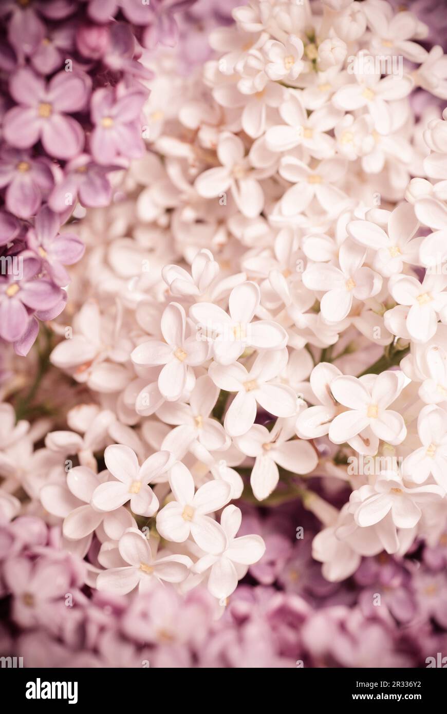 schöne lila Hintergrund mit violetten und weißen Blüten Nahaufnahme Stockfoto