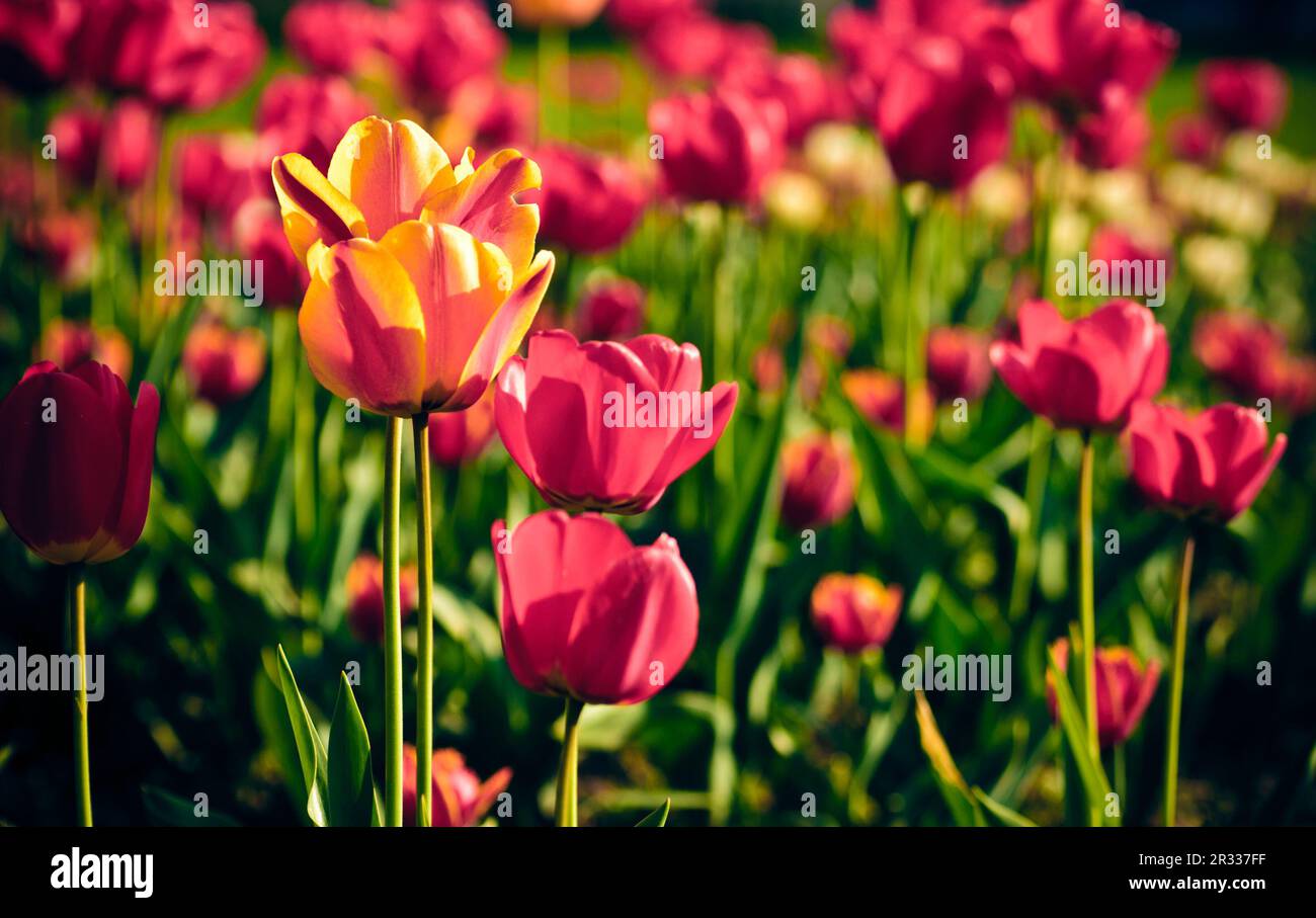 Rote Tulpen Feld, flachen DOF. Frühlings-Hintergrund Stockfoto