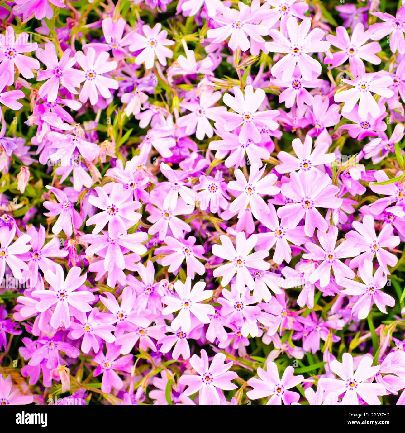 Rosa Blume Hintergrund Stockfoto