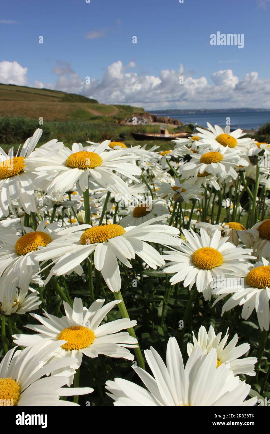 Gänseblümchen Stockfoto