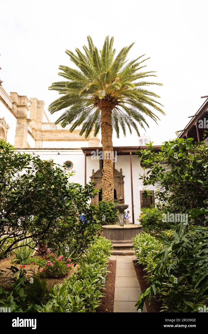 Palmen in den Gärten der Catedral de Santa Ana de Canarias, Plaza Santa Ana, Las Palmas, Gran Canaria, Spanien Stockfoto