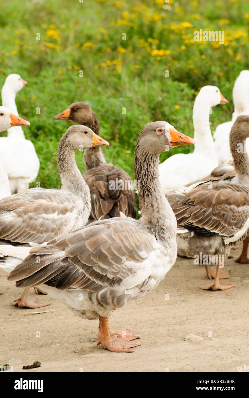 Gänse auf Gras Stockfoto