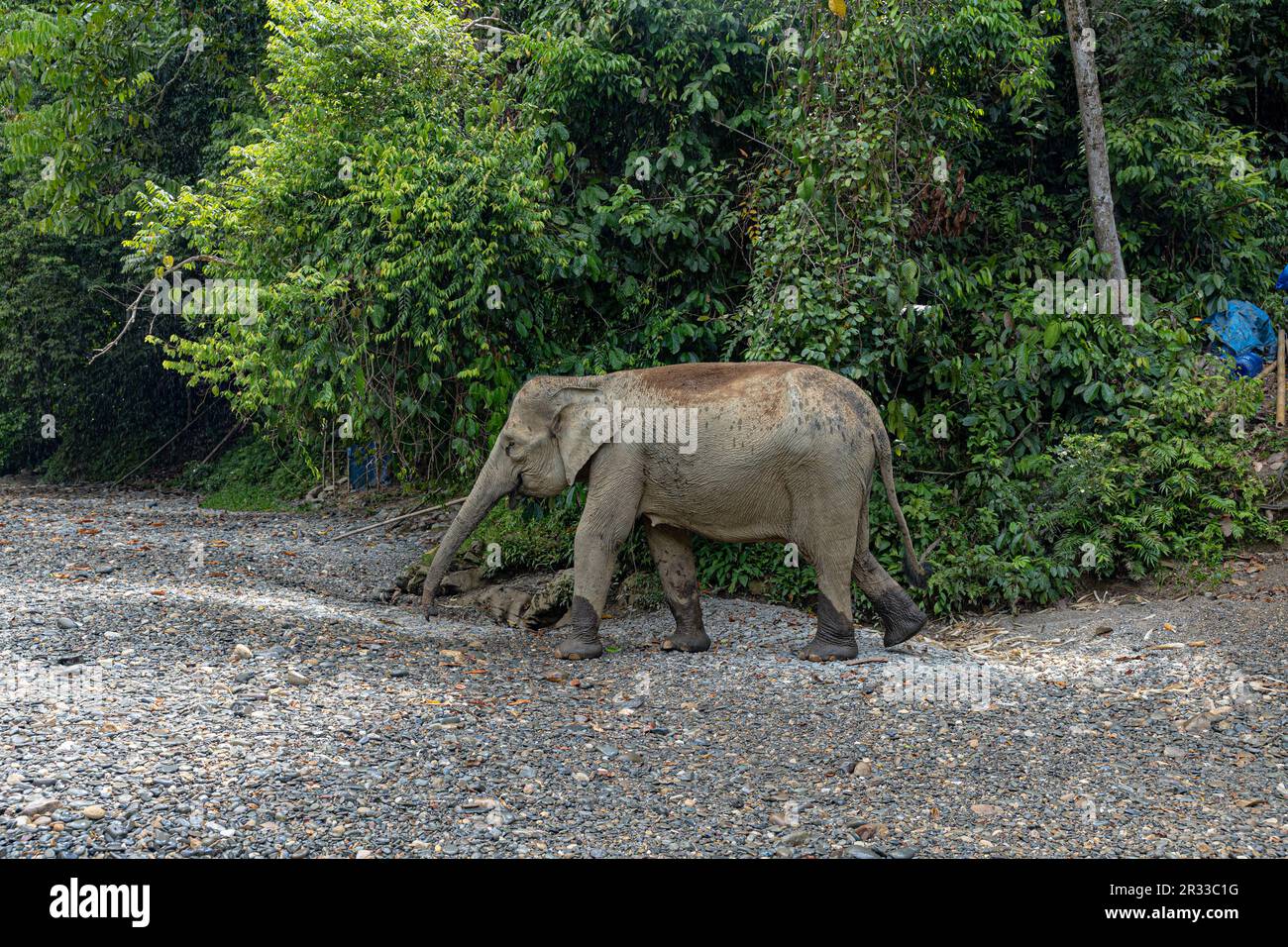 Sumatra Elefanten in Tangkahan, Nordsumatra, Indonesien. Stockfoto