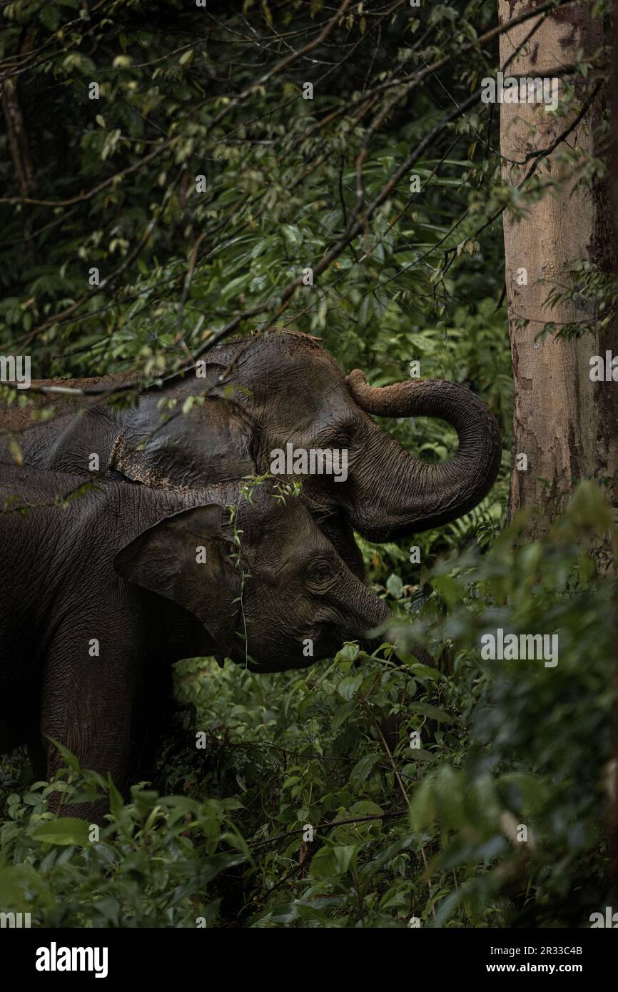 Sumatra Elefanten in Tangkahan, Nordsumatra, Indonesien. Stockfoto