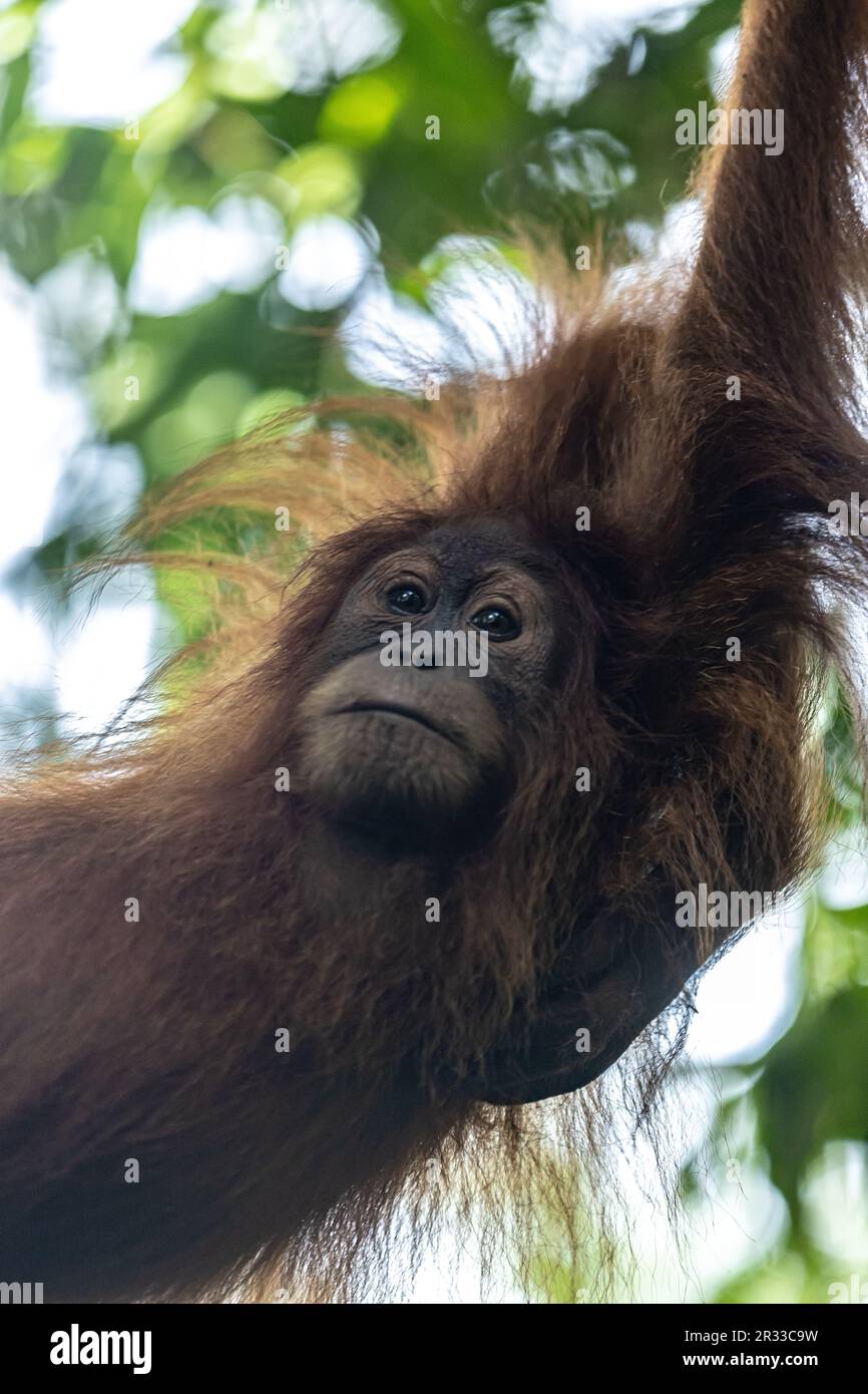 Wil Sumatran Orang-Utans in Bukit Lawang, Nordsumatra. Stockfoto