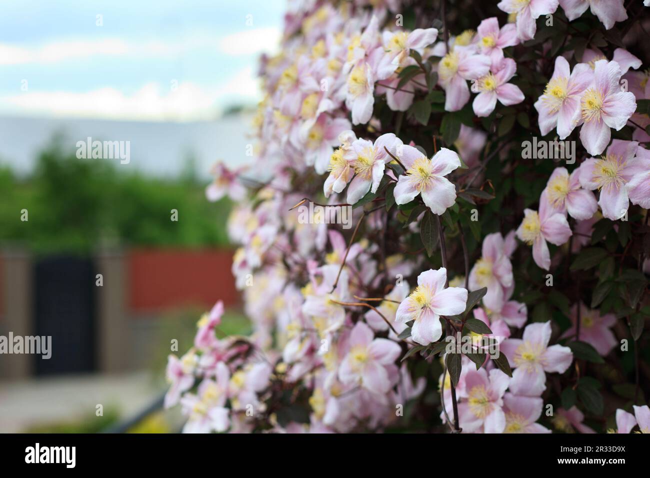 Clematis blüht Stockfoto