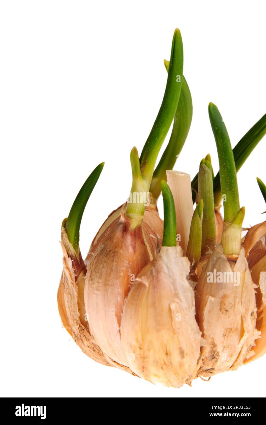 Knoblauch keimen Stockfoto Knoblauch keimen Stockfoto