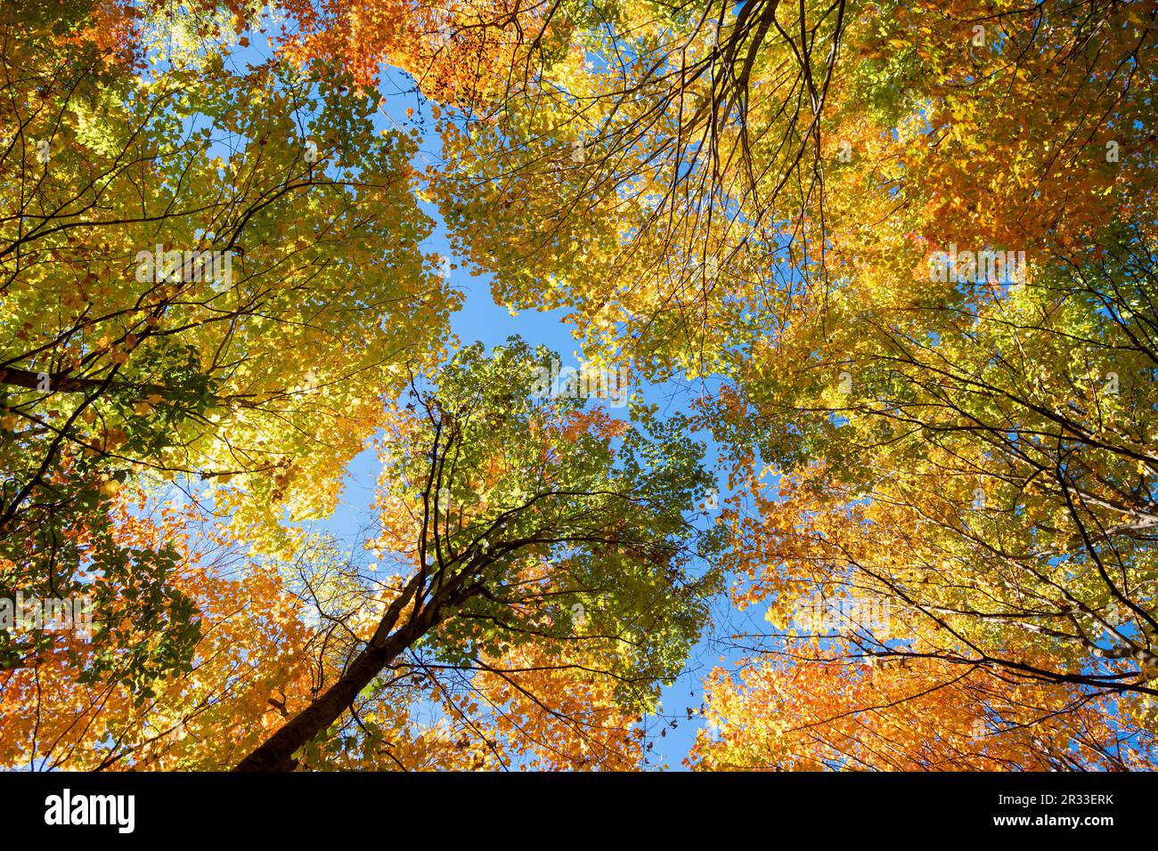 Vor dem Hintergrund des blauen Himmels schmücken sich die Herbstspitzen mit bunten Blättern Stockfoto