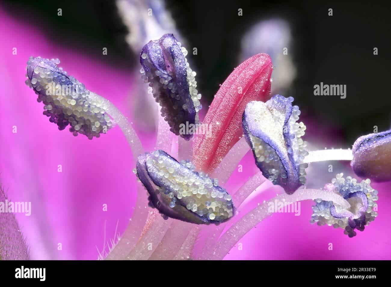 Lila Cranesbill (Geranium x Magnum) Nahaufnahme der Stämme, Anthers, Stigma und Pollen Körner Stockfoto
