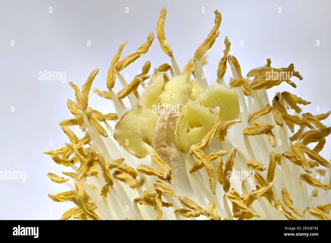 Weiße Pfirsichblume – Nahaufnahme mit Anthers, Stämmen, Pollen und Stigma Stockfoto