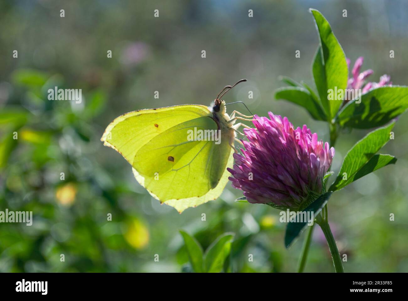 Schmetterling auf violetter Blume von Klee Stockfoto