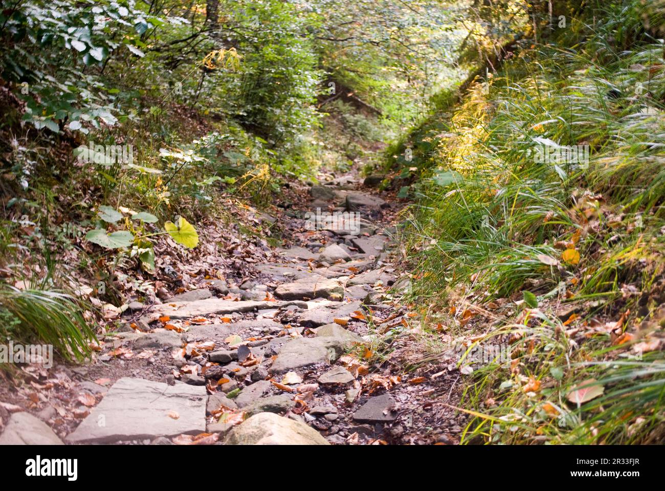 Straße im Wald Stockfoto