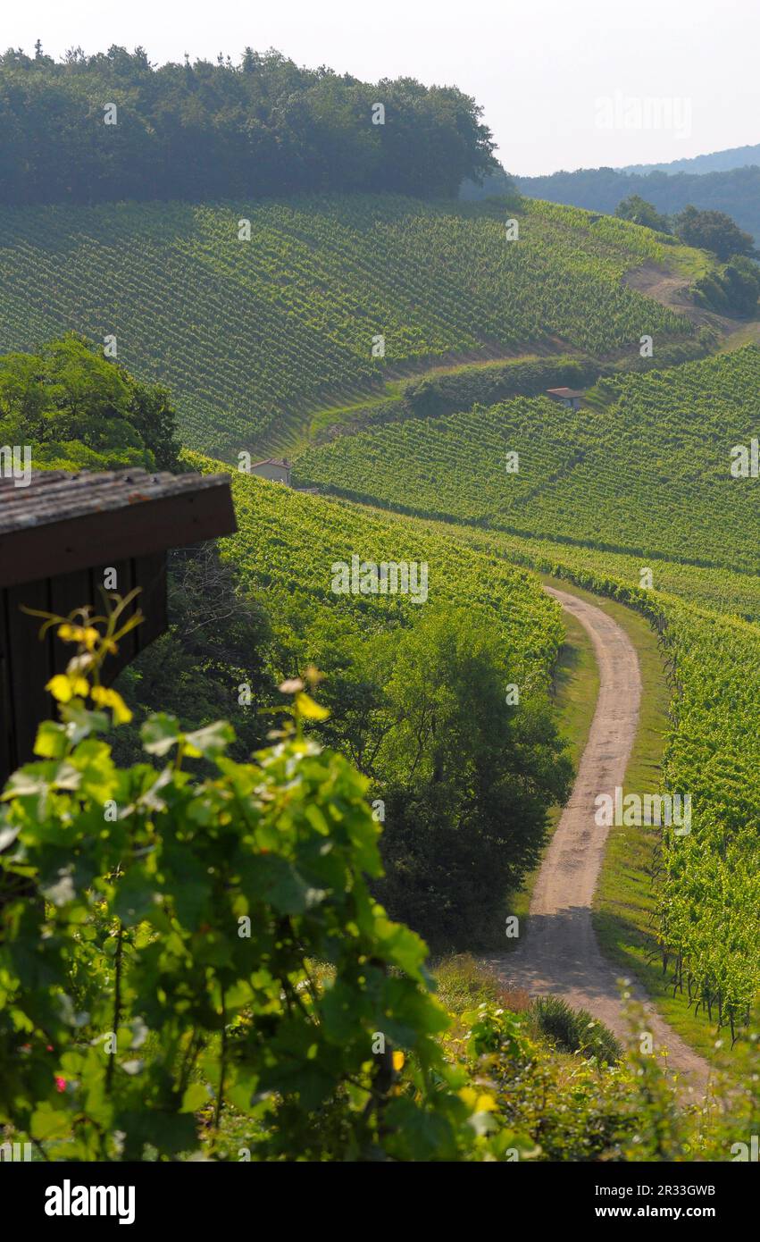 Weinberge Stockfoto