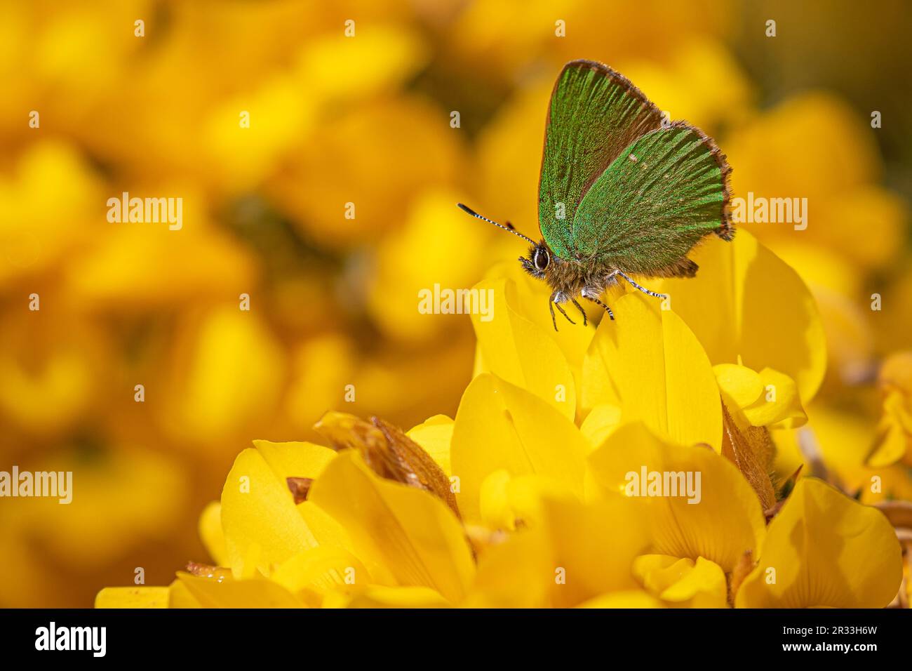 Grüne Haarsträhnen, Schmetterling auf gelbem Gorse-Busch Stockfoto