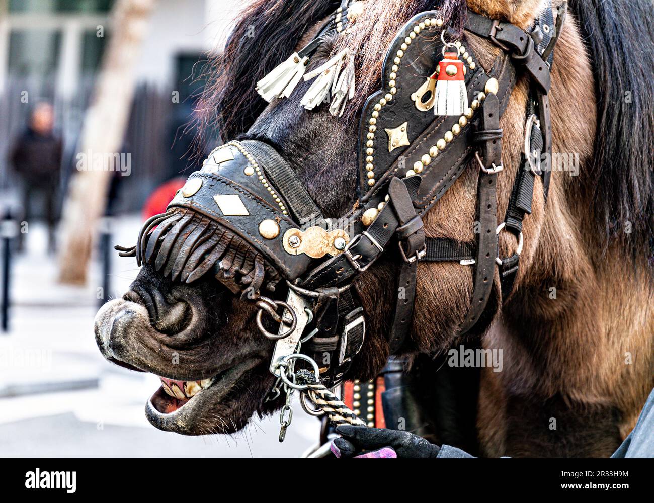 Nahaufnahme des Kopfes eines Pferdes mit Zügeln beim Festival von San Antoni Abad, Tierschützer Stockfoto