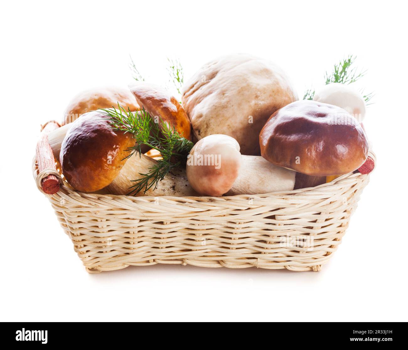 Steinpilze in den Korb Stockfoto