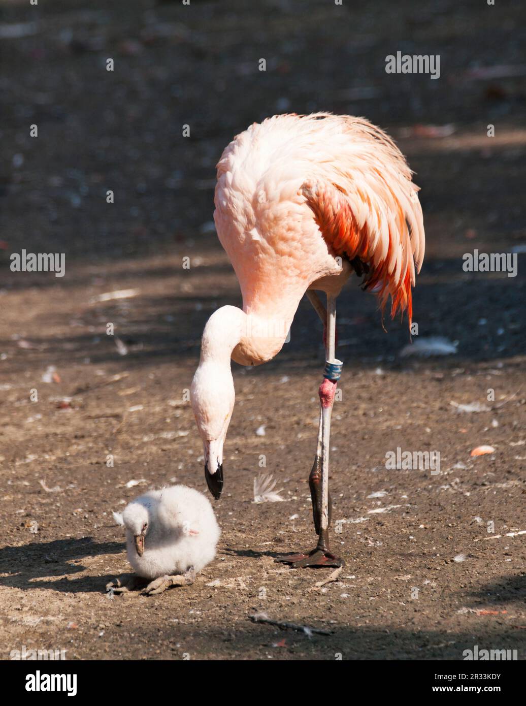 Karibischer Flamingo mit Neugeborenem - Phoenicopterus ruber Stockfoto