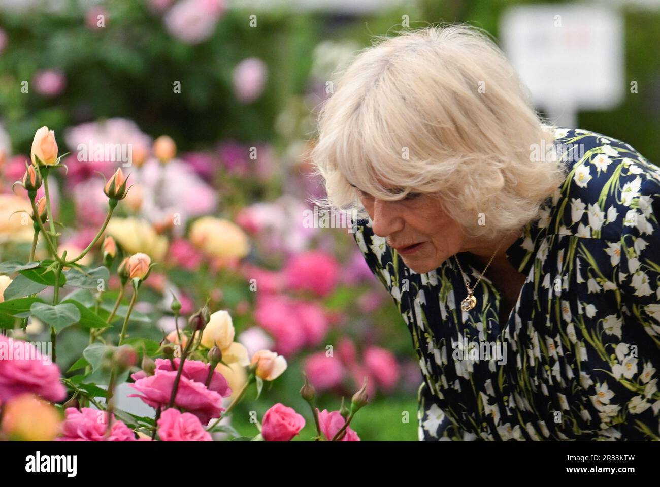 Königin Camilla während eines Besuchs der RHS Chelsea Flower, im Royal Hospital Chelsea, London. Foto: Montag, 22. Mai 2023. Stockfoto