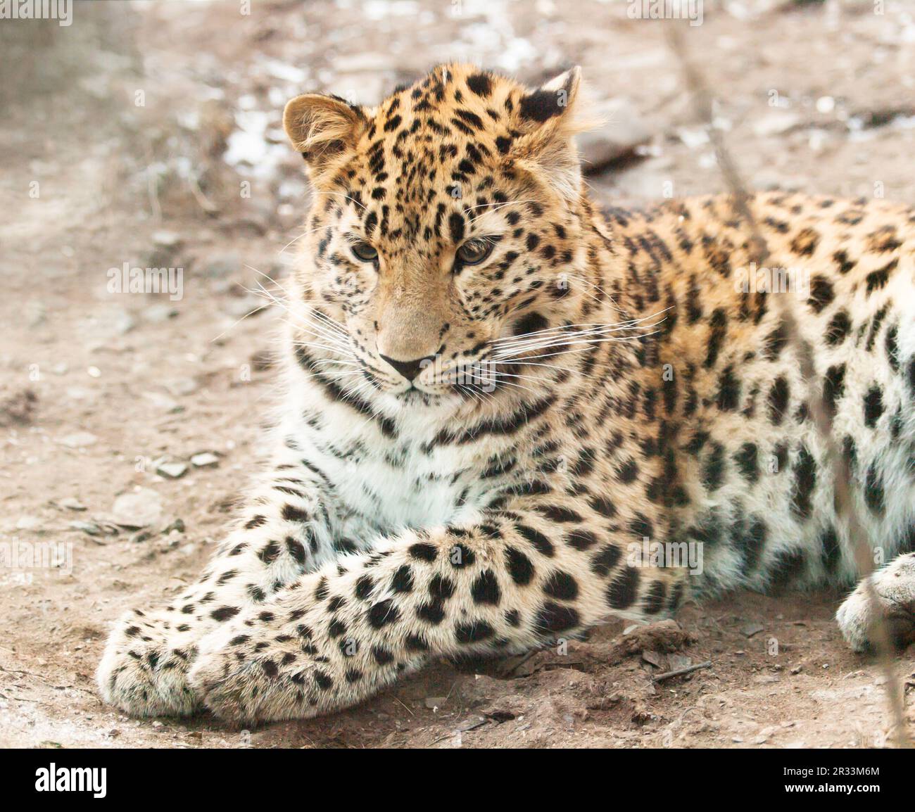 Der junge javan-Leopard (Panthera pardus) ruht sich aus Stockfoto