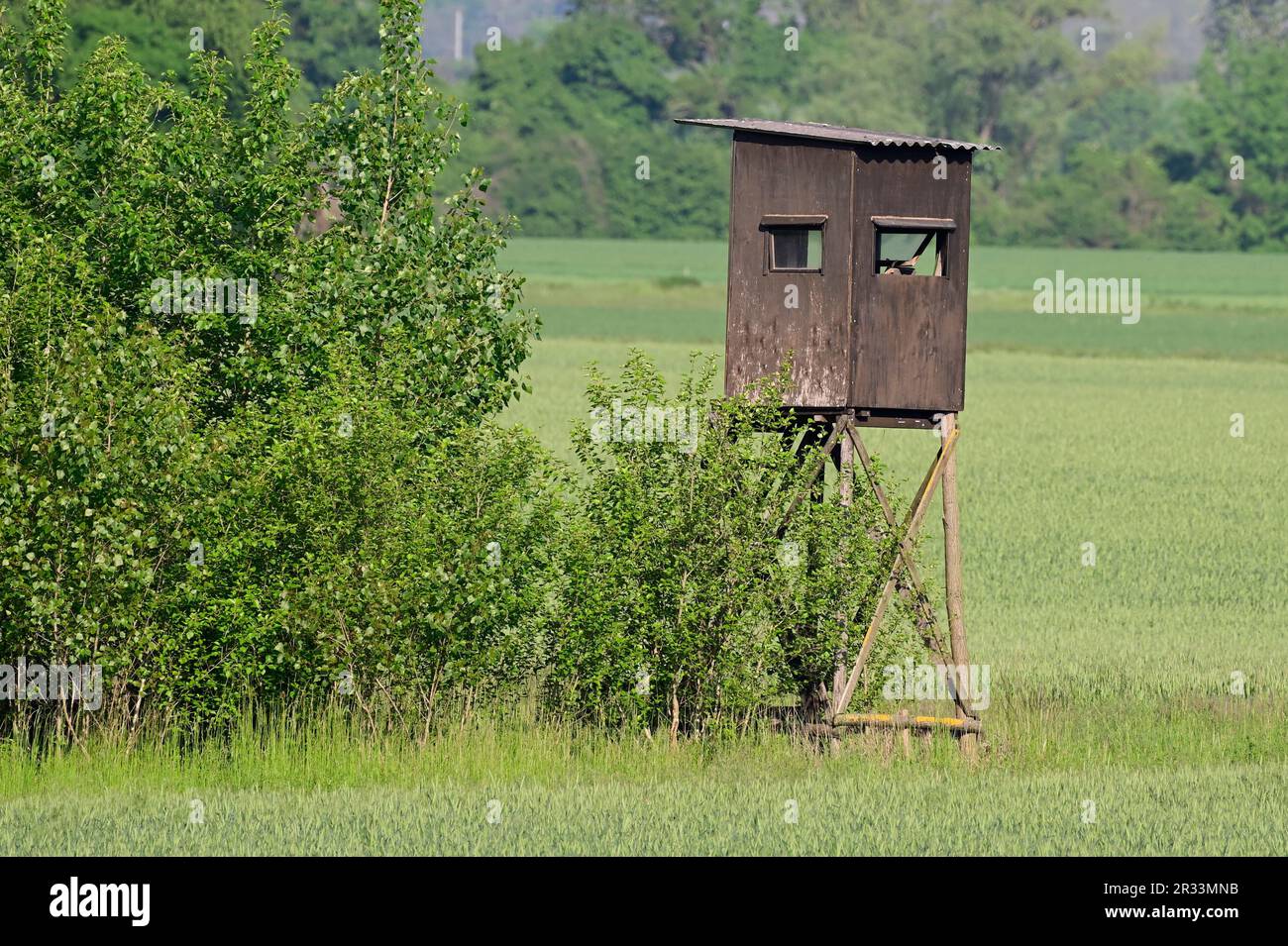 Marchegg, Niederösterreich, Österreich. Jäger stehen auf einer Wiese Stockfoto