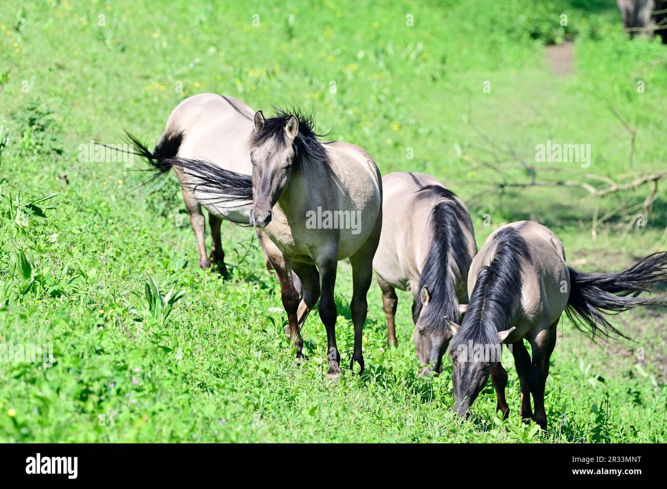 Niederösterreich, Österreich. Konik-Pferde im WWF-Reservat Marchegg in Niederösterreich Stockfoto