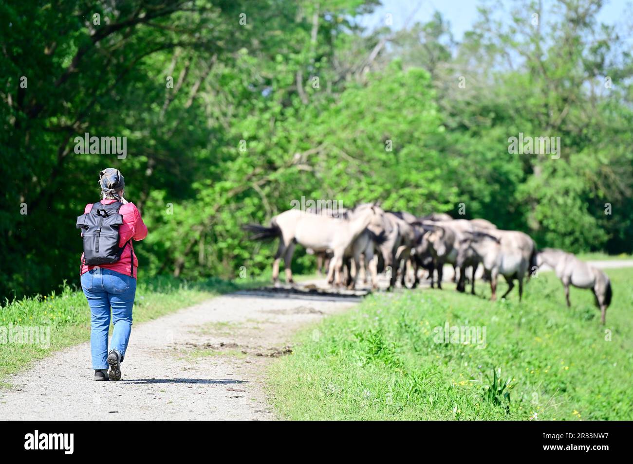Niederösterreich, Österreich. Konik-Pferde im WWF-Reservat Marchegg in Niederösterreich Stockfoto