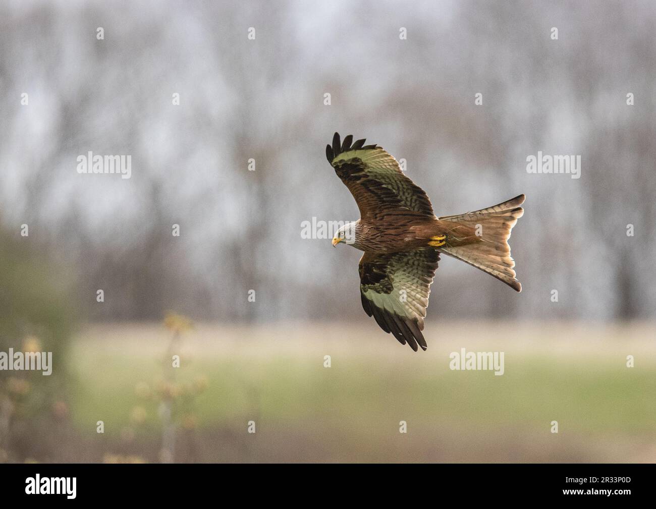 Nahaufnahme eines agilen Roten Drachen (Milvus milvus) im Flug vor Waldhintergrund. Aus dem Aussterben des Vereinigten Königreichs zurückgebracht . Suffolk Stockfoto